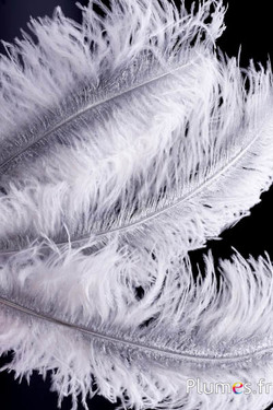 Struis met zilveren schacht – 30-40 cm – wit